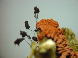 Attēlu rezultāti vaicājumam “Comatricha nigra stalked”