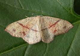 Attēlu rezultāti vaicājumam “Cyclophora punctaria”