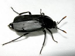 Attēlu rezultāti vaicājumam “Necrodes littoralis”