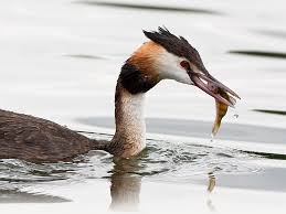 Attēlu rezultāti vaicājumam “Podiceps cristatus adult”