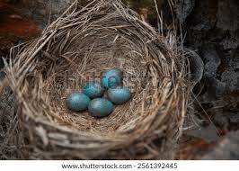 Attēlu rezultāti vaicājumam “Turdus merula eggs”