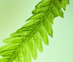 Attēlu rezultāti vaicājumam “Fissidens taxifolius sporophyte”