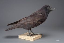 Attēlu rezultāti vaicājumam “Corvus frugilegus”