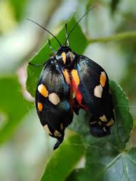 Attēlu rezultāti vaicājumam “Callimorpha dominula”