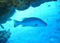 Image result for Lutjanus cyanopterus