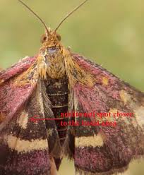 Attēlu rezultāti vaicājumam “Pyrausta purpuralis”