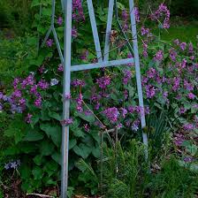 Image result for Lunaria annua