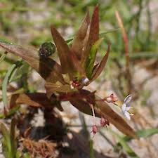 Attēlu rezultāti vaicājumam “Veronica scutellata bud”