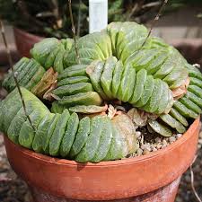 Image result for Haworthia