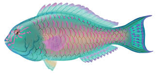 Image result for Calotomus carolinus