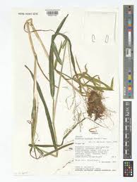 Attēlu rezultāti vaicājumam “Glyceria lithuanica”