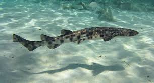 Image result for Scyliorhinus stellaris