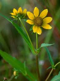 Attēlu rezultāti vaicājumam “Bidens cernua”