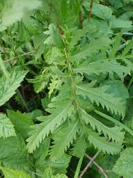 Attēlu rezultāti vaicājumam “Tanacetum vulgare”