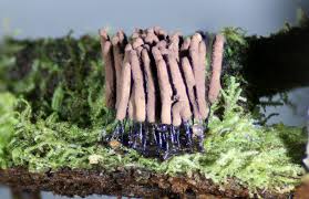 Attēlu rezultāti vaicājumam “Stemonitopsis sp.”