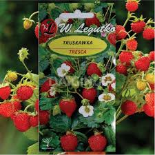 Attēlu rezultāti vaicājumam “Fragaria x ananassa fruit”