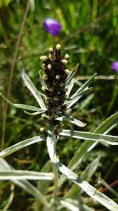Attēlu rezultāti vaicājumam “Gnaphalium sylvaticum flower”