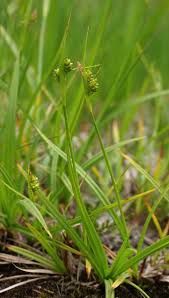 Attēlu rezultāti vaicājumam “Carex pallescens”