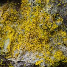 Attēlu rezultāti vaicājumam “Chrysothrix candelaris”