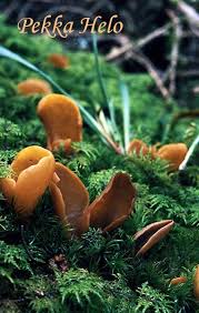 Attēlu rezultāti vaicājumam “Otidea leporina”