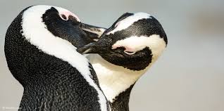 Image result for penguin