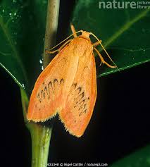 Attēlu rezultāti vaicājumam “Miltochrista miniata”