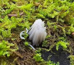 Attēlu rezultāti vaicājumam “Stemonitis herbatica”