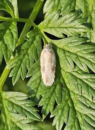 Attēlu rezultāti vaicājumam “Agonopterix alstromeriana”