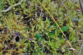 Attēlu rezultāti vaicājumam “Calliergonella cuspidata”