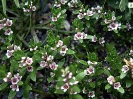 Attēlu rezultāti vaicājumam “Glaux maritima flower”