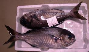 Image result for Schedophilus ovalis