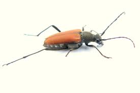 Attēlu rezultāti vaicājumam “Anastrangalia sanguinolenta”