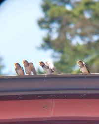 Attēlu rezultāti vaicājumam “Hirundo rustica nest”
