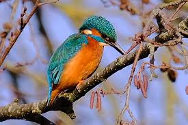 Image result for Bournemouth and Poole Rambling Club