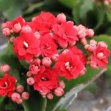 Image result for Kalanchoe blossfeldiana