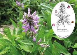 Attēlu rezultāti vaicājumam “Stachys officinalis leaf”