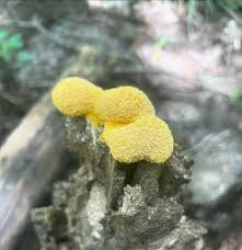 Attēlu rezultāti vaicājumam “Fuligo septica var. septica”