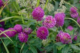 Attēlu rezultāti vaicājumam “Trifolium medium flower”