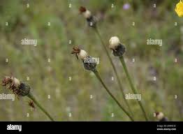 Attēlu rezultāti vaicājumam “Hypochaeris maculata flower”