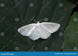 Attēlu rezultāti vaicājumam “Cabera pusaria male”