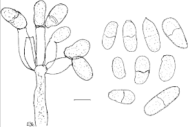 Attēlu rezultāti vaicājumam “Hypomyces armeniacus”