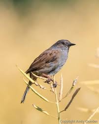 Attēlu rezultāti vaicājumam “Prunella modularis”