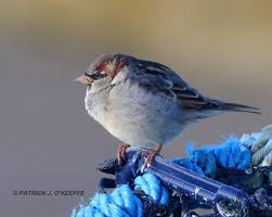 Image result for Passer domesticus