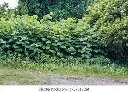 Attēlu rezultāti vaicājumam “Reynoutria sachalinensis fruit”