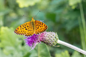 Attēlu rezultāti vaicājumam “Boloria titania”
