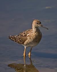 Attēlu rezultāti vaicājumam “Philomachus pugnax adult”