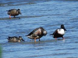 Attēlu rezultāti vaicājumam “Anas clypeata”