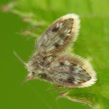 Attēlu rezultāti vaicājumam “Psychodidae”