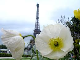 Image result for Papaver somniferum White Cloud