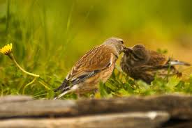 Attēlu rezultāti vaicājumam “Carduelis cannabina male”
